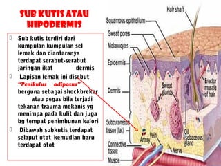 Sub kutis atau
hipodermis
 Sub kutis terdiri dari
kumpulan kumpulan sel
lemak dan diantaranya
terdapat serabut-serabut
jaringan ikat dermis
 Lapisan lemak ini disebut
“Penikulus adiposus”
berguna sebagai shockbreker
atau pegas bila terjadi
tekanan trauma mekanis yg
menimpa pada kulit dan juga
bg tempat penimbunan kalori
 Dibawah subkutis terdapat
selaput otot kemudian baru
terdapat otot
 