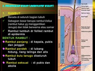 4. PELENGKAP KULIT (DERIVATIF KULIT)
1. RAMBUT
 Berada di seluruh bagian tubuh
 Sebagian besar berupa rambutVellus
(rambut halus yg menggantikan
lanugo) dan tidak berwarna atau samar
 Rambut tumbuh dr folikel rambut
di epidermis
BENTUK RAMBUT :
Rambut panjang : di kepala, pubis
dan jenggot
Rambut pendek : di lubang
hidung, liang telinga dan alis
Rambut bulu lanugo diseluruh
tubuh
 Rambut seksual : di pubis dan
aksila
 