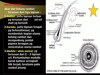 AKAR RAMBT
Akar dan batang rambut
tersusun dari tiga lapisan :
1.Kutikel, yaitu lapisan terluar
yg tersusun dari sel-sel
mati yg bersisik
2.Korteks, yaitu lapisan tengah
yg terkeratinisasi, yg
membentuk bagian utama
batang rambut dan
mengandung jumlah
pigmen beragam yg
menentukan warna rambut
3.Medula / aksis sentral, yg
tersusun dari 2 – 3 lapisan
sel. Pertumbuhan medulla
buruk bahkan seringkali
tdk terjad, terutama pada
rambut pirang
 