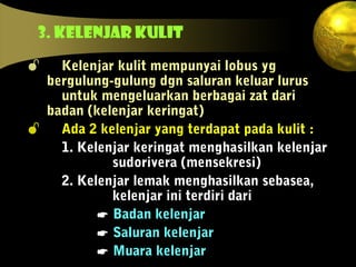 3. Kelenjar kulit
 Kelenjar kulit mempunyai lobus yg
bergulung-gulung dgn saluran keluar lurus
untuk mengeluarkan berbagai zat dari
badan (kelenjar keringat)
 Ada 2 kelenjar yang terdapat pada kulit :
1. Kelenjar keringat menghasilkan kelenjar
sudorivera (mensekresi)
2. Kelenjar lemak menghasilkan sebasea,
kelenjar ini terdiri dari
 Badan kelenjar
 Saluran kelenjar
 Muara kelenjar
 