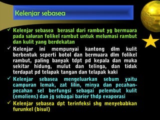 Kelenjar sebasea
 Kelenjar sebasea berasal dari rambut yg bermuara
pada saluran folikel rambut untuk melumasi rambut
dan kulit yang berdekatan
 Kelenjar ini mempunyai kantong dlm kulit
berbentuk seperti botol dan bermuara dlm folikel
rambut, paling banyak tdpt pd kepala dan muka
sekitar hidung, mulut dan telinga, dan tidak
terdapat pd telapak tangan dan telapak kaki
 Kelenjar sebasea mengeluarkan sebum yaitu
campuran lemak, zat lilin, minya dan pecahan-
pecahan sel berfungsi sebagai pelembut kulit
(emoliens) dan jg sebagai barier thdp evaporasi
 Kelenjar sebasea dpt terinfeksi shg menyebabkan
furunkel (bisul)
 