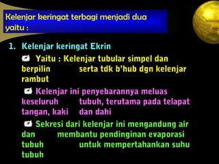 Kelenjar keringat terbagi menjadi dua
yaitu :
1. Kelenjar keringat Ekrin
 Yaitu : Kelenjar tubular simpel dan
berpilin serta tdk b’hub dgn kelenjar
rambut
 Kelenjar ini penyebarannya meluas
keseluruh tubuh, terutama pada telapat
tangan, kaki dan dahi
 Sekresi dari kelenjar ini mengandung air
dan membantu pendinginan evaporasi
tubuh untuk mempertahankan suhu
tubuh
 