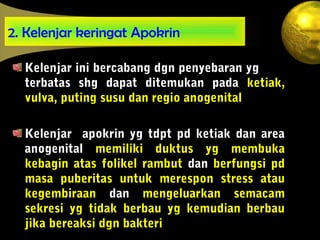 2. Kelenjar keringat Apokrin
Kelenjar ini bercabang dgn penyebaran yg
terbatas shg dapat ditemukan pada ketiak,
vulva, puting susu dan regio anogenital
Kelenjar apokrin yg tdpt pd ketiak dan area
anogenital memiliki duktus yg membuka
kebagin atas folikel rambut dan berfungsi pd
masa puberitas untuk merespon stress atau
kegembiraan dan mengeluarkan semacam
sekresi yg tidak berbau yg kemudian berbau
jika bereaksi dgn bakteri
 