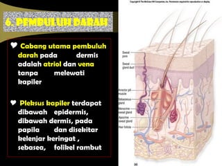 6. PEMBULUH DARAH
 Cabang utama pembuluh
darah pada dermis
adalah atriol dan vena
tanpa melewati
kapiler
 Pleksus kapiler terdapat
dibawah epidermis,
dibawah dermis, pada
papila dan disekitar
kelenjar keringat ,
sebasea, folikel rambut
 