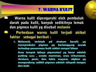 7. WARNA KULIT
 Warna kulit dipengaruhi oleh pembuluh
darah pada kulit, banyak sedikitnya lemak
dan pigmen kulit yg disebut melanin
 Perbedaan warna kulit terjadi akibat
faktor sebagai berikut :
1. Melanosit, terletak pd stratum basalis yg
memproduksi pigmen yg bertanggung jawab
terhadap pewarnaan kulit coklat sampai hitam
Area tempat tjdnya pigmentasi yg besar adalah
putting susu , areola mammae, area sirkumanal,
skrotum, penis, dan labia mayora, sdgkan yg
mengandung sedikit pigmen adalah telapak tangan
dan kaki
 