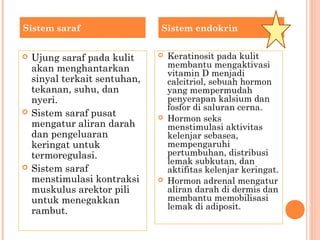  Ujung saraf pada kulit
akan menghantarkan
sinyal terkait sentuhan,
tekanan, suhu, dan
nyeri.
 Sistem saraf pusat
mengatur aliran darah
dan pengeluaran
keringat untuk
termoregulasi.
 Sistem saraf
menstimulasi kontraksi
muskulus arektor pili
untuk menegakkan
rambut.
 Keratinosit pada kulit
membantu mengaktivasi
vitamin D menjadi
calcitriol, sebuah hormon
yang mempermudah
penyerapan kalsium dan
fosfor di saluran cerna.
 Hormon seks
menstimulasi aktivitas
kelenjar sebasea,
mempengaruhi
pertumbuhan, distribusi
lemak subkutan, dan
aktifitas kelenjar keringat.
 Hormon adrenal mengatur
aliran darah di dermis dan
membantu memobilisasi
lemak di adiposit.
Sistem saraf Sistem endokrin
 