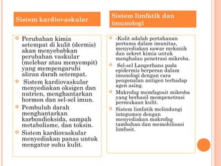  Perubahan kimia
setempat di kulit (dermis)
akan menyebabkan
perubahan vaskular
(melebar atau menyempit)
yang mempengaruhi
aliran darah setempat.
 Sistem kardiovaskular
menyediakan oksigen dan
nutrien, menghantarkan
hormon dan sel-sel imun.
 Pembuluh darah
menghantarkan
karbondioksida, sampah
metabolisme, dan toksin.
 Sistem kardiovaskular
menyediakan panas untuk
mengatur suhu kulit.
 -Kulit adalah pertahanan
pertama dalam imunitas,
menyediakan sawar mekanik
dan sekret kimia untuk
menghalau penetrasi mikroba.
 Sel-sel Langerhans pada
epidermis berperan dalam
imunologi dengan cara
pengenalan antigen terhadap
agen asing.
 Makrofag memfagosit mikroba
yang berhasil mempenetrasi
permukaan kulit.
 Sistem limfatik melindungi
integumen dengan
menyediakan makrofag
tambahan dan memobilisasi
limfosit.
Sistem kardiovaskular
Sistem limfatik dan
imunologi
 