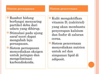  Rambut hidung
berfungsi menyaring
partikel debu dari
udara yang dihirup.
 Stimulasi pada ujung
saraf nyeri dapat
mengubah laju
pernapasan.
 Sistem pernapasan
menyediakan oksigen
untuk jaringan dan
mengeliminasi
karbondioksida.
 Kulit mengaktifkan
vitamin D3 (calcitriol)
yang akan membantu
penyerapan kalsium
dan fosfor di saluran
cerna.
 Sistem pencernaan
menyediakan nutrien
untuk sel dan
simpanan lipid di
adiposit.
Sistem pernapasan Sistem pencernaan
 