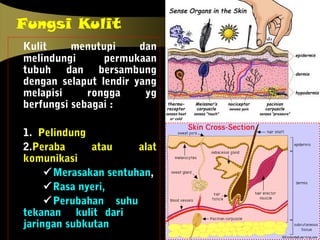 Fungsi Kulit
Kulit menutupi dan
melindungi permukaan
tubuh dan bersambung
dengan selaput lendir yang
melapisi rongga yg
berfungsi sebagai :
1. Pelindung
2.Peraba atau alat
komunikasi
Merasakan sentuhan,
Rasa nyeri,
Perubahan suhu
tekanan kulit dari
jaringan subkutan
 