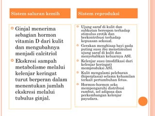  Ginjal menerima
sebagian hormon
vitamin D dari kulit
dan mengubahnya
menjadi calcitriol
 Ekskresi sampah
metabolisme melalui
kelenjar keringat
turut berperan dalam
menentukan jumlah
ekskresi melalui
tubulus ginjal.
 Ujung saraf di kulit dan
subkutan berespon terhadap
stimulus erotik dan
berkontribusi terhadap
kepuasan seksual.
 Gerakan menghisap bayi pada
puting susu ibu menstimulasi
ujung saraf di kulit dan
menyebabkan keluarnya ASI.
 Kelenjar susu (modifikasi dari
kelenjar keringat)
memproduksi ASI.
 Kulit mengalami pelebaran
(hiperplasia) selama kehamilan
terkait pertumbuhan fetus.
 Hormon-hormon seks
mempengaruhi distribusi
rambut, sel adiposa dan
perkembangan kelenjar
payudara.
Sistem saluran kemih Sistem reproduksi
 