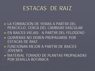 ESTACAS DE RAIZESTACAS DE RAIZ
►► LA FORMACIÓN DE YEMAS A PARTIR DELLA FORMACIÓN DE YEMAS A PARTIR DEL
PERICICLO, CERCA DEL CAMBIUM VASCULARPERICICLO, CERCA DEL CAMBIUM VASCULAR
►► EN RAICES VIEJAS: A PARTIR DEL FELÓGENOEN RAICES VIEJAS: A PARTIR DEL FELÓGENO
►► QUIMERAS NO DEBEN PROPAGARSE PORQUIMERAS NO DEBEN PROPAGARSE POR
ESTACAS DE RAIZESTACAS DE RAIZ
►► FUNCIONAN MEJOR A PARTIR DE RAICESFUNCIONAN MEJOR A PARTIR DE RAICES
JÓVENESJÓVENES
►► MATERIAL TOMADO DE PLANTAS PROPAGADASMATERIAL TOMADO DE PLANTAS PROPAGADAS
POR SEMILLA BOTÁNICAPOR SEMILLA BOTÁNICA
 