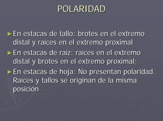 POLARIDADPOLARIDAD
►►En estacas de tallo: brotes en el extremoEn estacas de tallo: brotes en el extremo
distal y raíces en el extremo proximaldistal y raíces en el extremo proximal
►►En estacas de raíz: raíces en el extremoEn estacas de raíz: raíces en el extremo
distal y brotes en el extremo proximal;distal y brotes en el extremo proximal;
►►En estacas de hoja: No presentan polaridad.En estacas de hoja: No presentan polaridad.
Raíces y tallos se originan de la mismaRaíces y tallos se originan de la misma
posiciónposición
 
