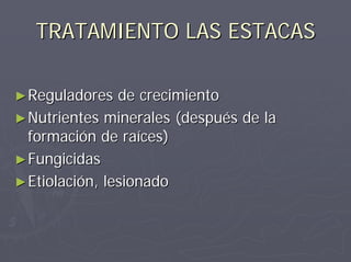 TRATAMIENTO LAS ESTACASTRATAMIENTO LAS ESTACAS
►►Reguladores de crecimientoReguladores de crecimiento
►►Nutrientes minerales (después de laNutrientes minerales (después de la
formación de raíces)formación de raíces)
►►FungicidasFungicidas
►►EtiolaciónEtiolación, lesionado, lesionado
 