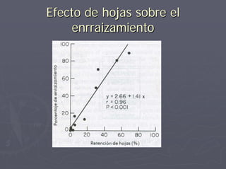 Efecto de hojas sobre elEfecto de hojas sobre el
enrraizamientoenrraizamiento
 