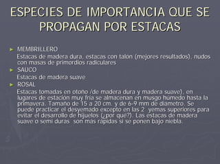 ESPECIES DE IMPORTANCIA QUE SEESPECIES DE IMPORTANCIA QUE SE
PROPAGAN POR ESTACASPROPAGAN POR ESTACAS
►► MEMBRILLEROMEMBRILLERO
Estacas de madera dura, estacas con talón (mejores resultadoEstacas de madera dura, estacas con talón (mejores resultados), nudoss), nudos
con masas de primordioscon masas de primordios radicularesradiculares
►► SAUCOSAUCO
Estacas de madera suaveEstacas de madera suave
►► ROSALROSAL
Estacas tomadas en otoño /de madera dura y madera suave), enEstacas tomadas en otoño /de madera dura y madera suave), en
lugares de estación muy fría se almacenan en musgo húmedo hastalugares de estación muy fría se almacenan en musgo húmedo hasta lala
primavera. Tamaño de 15 a 20 cm. y de 6primavera. Tamaño de 15 a 20 cm. y de 6--99 mmmm de diámetro. Sede diámetro. Se
puede practicar el desyemado excepto en las 2 yemas superiorespuede practicar el desyemado excepto en las 2 yemas superiores parapara
evitar el desarrollo de hijuelos (¿por qué?). Las estacas de madevitar el desarrollo de hijuelos (¿por qué?). Las estacas de maderaera
suave osuave o semisemi duras son más rápidas si se ponen bajo niebla.duras son más rápidas si se ponen bajo niebla.
 