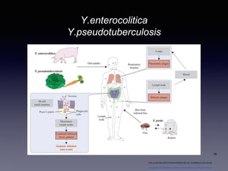 Y.enterocolitica
Y.pseudotuberculosis
CELLULAR AND INFECTION MICROBIOLOGY doi: 10.3389/fcimb.2014.00146
Coregulation of host-adapted metabolism and virulence by pathogenic yersiniae
28
 
