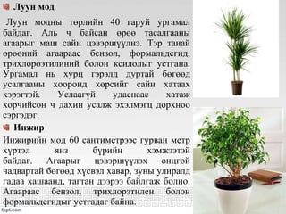 Луун мод
Луун модны төрлийн 40 гаруй ургамал
байдаг. Аль ч байсан өрөө тасалгааны
агаарыг маш сайн цэвэршүүлнэ. Тэр танай
өрөөний агаараас бензол, формальдегид,
трихлороэтилиний болон ксилолыг устгана.
Ургамал нь хурц гэрэлд дуртай бөгөөд
усалгааны хооронд хөрсийг сайн хатаах
хэрэгтэй. Услаагүй удаснаас хатаж
хорчийсон ч дахин усалж эхэлмэгц дорхноо
сэргэдэг.
Инжир
Инжирийн мод 60 сантиметрээс гурван метр
хүртэл янз бүрийн хэмжээтэй
байдаг. Агаарыг цэвэршүүлэх онцгой
чадвартай бөгөөд хүсвэл хавар, зуны улиралд
гадаа хашаанд, тагтан дээрээ байлгаж болно.
Агаараас бензол, трихлорэтилен болон
формальдегидыг устгадаг байна.
 