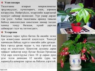 Усан пахира
Тасалгааны агаарын микроклиматыг
эрүүлжүүлдэг, хүчилтөрөгч, озон, аэроион
ялгаруулна. Нойргүйдэл, мэдрэлийн ядаргаатай
хүмүүст сайнаар нөлөөлдөг. Уур уцаар дардаг
гэж үздэг. Албан тасалгааны өрөөнд тавьсан
байхад ажиллагсдын амьсгалын замаар халдах
ханиад томуу багасаж, хүний дархлаа
сайжирдаг гэдэг нь тогтоогджээ.
Угсаргана
Кактусын төрөл зүйлд багтах ба өвлийн эхэнд
гүн ягаан/улаан өнгөтэй цэцэглэдэг. Тоохгүй
хаячихсан байхад хүртэл хамгийн сайн ургадаг.
Бага гэрэлд ургаж чаддаг ч, тод гэрэлтэй үед
илүү их цэцэглэдэг. Цэцэглэж дуусаны дараа
тайралт хийснээр илүү бутлаг болдог.Ургамлаа
12-р сард цэцэглүүлье гэвэл 10 -р сарын дунд
үеэс эхлэн шөнөдөө 12 цагийн турш тас
харанхуйд цоморлиг гартал нь байлгах хэрэгтэй.
 