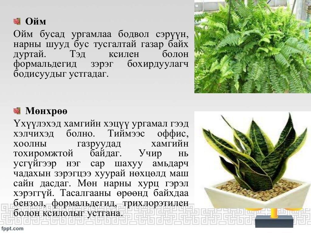 Цэцгийн талаарх судалгаа