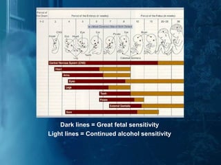 Dark lines = Great fetal sensitivity Light lines = Continued alcohol sensitivity 