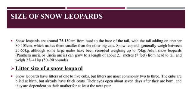 Snow Leopard | PPT