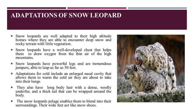 Snow Leopard | PPT