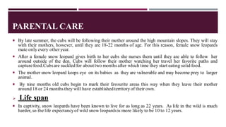 PARENTAL CARE
 By late summer, the cubs will be following their mother around the high mountain slopes. They will stay
with their mothers, however, until they are 18-22 months of age. For this reason, female snow leopards
mate only every other year.
 After a female snow leopard gives birth to her cubs she nurses them until they are able to follow her
around outside of the den. Cubs will follow their mother watching her travel her favorite paths and
capture food.Cubsare suckled for about two months after which time they start eating solid food.
 The mother snow leopard keeps eye on its babies as they are vulnerable and may become prey to larger
animal.
 By nine months old cubs begin to mark their favourite areas this way when they leave their mother
around 18 or 24 months they will have established territoryof their own.
 Life span
 In captivity, snow leopards have been known to live for as long as 22 years. As life in the wild is much
harder, so the life expectancyof wild snow leopardsis more likely to be 10 to 12 years.
 