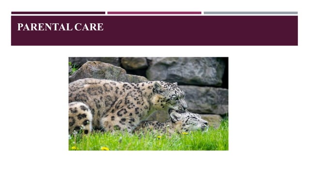 Snow Leopard | PPT