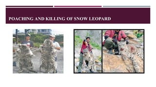 POACHING AND KILLING OF SNOW LEOPARD
 