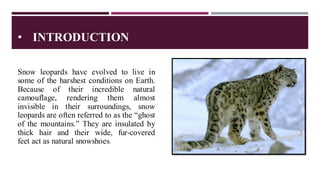 • INTRODUCTION
Snow leopards have evolved to live in
some of the harshest conditions on Earth.
Because of their incredible natural
camouflage, rendering them almost
invisible in their surroundings, snow
leopards are often referred to as the “ghost
of the mountains.” They are insulated by
thick hair and their wide, fur-covered
feet act as natural snowshoes.
 