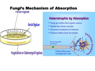 Pp 401 Introduction to Plant Pathogens (1) | PDF