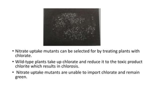 Molecular mechanism of Ion uptake, Ion transporters for Nitrate | PPTX