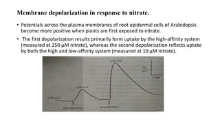 Molecular mechanism of Ion uptake, Ion transporters for Nitrate | PPTX