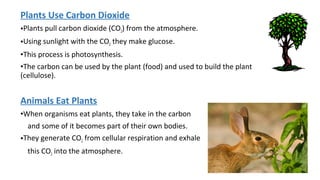 Carbon trading, Carbon cycle, Nitrogen cycle, Hydrological cycle | PPT