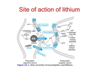 Site of action of lithium
 