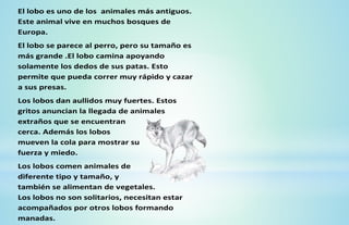 El lobo es uno de los animales más antiguos.
Este animal vive en muchos bosques de
Europa.
El lobo se parece al perro, pero su tamaño es
más grande .El lobo camina apoyando
solamente los dedos de sus patas. Esto
permite que pueda correr muy rápido y cazar
a sus presas.
Los lobos dan aullidos muy fuertes. Estos
gritos anuncian la llegada de animales
extraños que se encuentran
cerca. Además los lobos
mueven la cola para mostrar su
fuerza y miedo.
Los lobos comen animales de
diferente tipo y tamaño, y
también se alimentan de vegetales.
Los lobos no son solitarios, necesitan estar
acompañados por otros lobos formando
manadas.
 