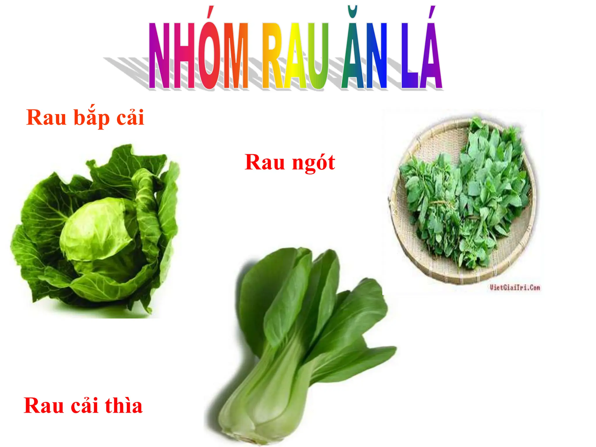 pp-kham-pha-rau-an-la-rau-an-cu_17022022.ppt