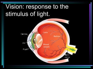 Vision: response to the stimulus of light.   