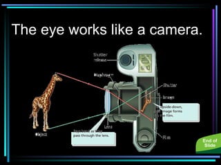 The eye works like a camera. reorder slides 