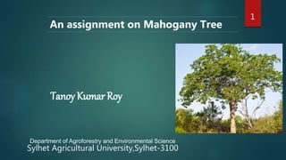 Tanoy Kumar Roy
Department of Agroforestry and Environmental Science
Sylhet Agricultural University,Sylhet-3100
An assignment on Mahogany Tree
1
 