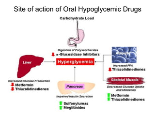 Site of action of Oral Hypoglycemic Drugs
 