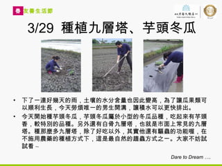 3/29  種植九層塔、芋頭冬瓜 下了一連好幾天的雨，土壤的水分含量也因此變高，為了讓瓜果類可以順利生長，今天勞煩唯一的男生開溝，讓積水可以更快排出。 今天開始種芋頭冬瓜，芋頭冬瓜屬於小型的冬瓜品種，吃起來有芋頭香，較特別的品種。另外還有白骨九層塔，也就是市面上常見的九層塔。種那麼多九層塔，除了好吃以外，其實他還有驅蟲的功能喔，在不施用農藥的種植方式下，這是最自然的趨蟲方式之ㄧ。大家不妨試試看 ~ Dare to Dream …. 友善生活節 春 