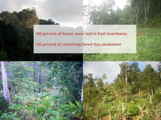 •60 percent of forest cover lost in East Usambaras

•26 percent of remaining forest has cardamom
 
