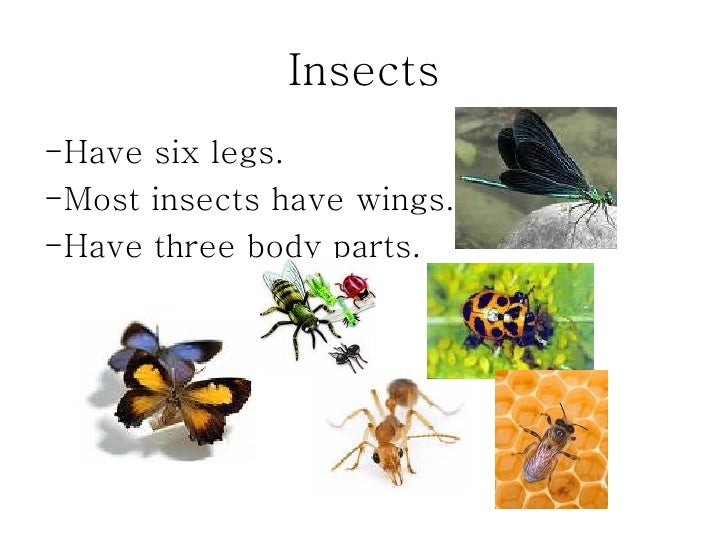 Do all insects have six legs?