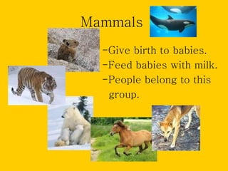 Mammals
  -Give birth to babies.
  -Feed babies with milk.
  -People belong to this
   group.
 