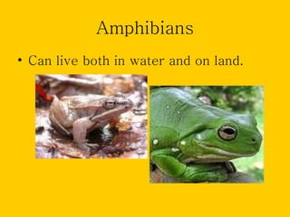 Amphibians
• Can live both in water and on land.
 