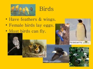 Birds
• Have feathers & wings.
• Female birds lay eggs.
• Most birds can fly.
 