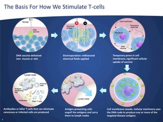The Basis For How We Stimulate T-cells

DNA vaccine delivered
into muscle or skin

Antibodies or killer T-cells that can eliminate
cancerous or infected cells are produced
9

Electroporation: millisecond
electrical fields applied

Antigen-presenting cells
engulf the antigens and carry
them to lymph nodes

Temporary pores in cell
membrane; significant cellular
uptake of vaccine

Cell membrane reseals. Cellular machinery uses
the DNA code to produce one or more of the
targeted disease antigens

 