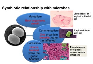 Symbiotic relationship with microbes
Mutualism
Both organisms
benefit
Commensalism
One organism
benefits, other
unaffected
Parasitism
Host is
harmed
while the
guest
benefits
Lactobacilli on
vaginal epithelial
cell
S epidemidis on
skin cell
Pseudomonas
aeruginosa
causes several
infections
 