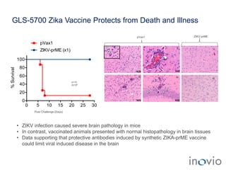 Post Challenge (Days)
0 5 10 15 20 25 30
0
20
40
60
80
100
%Survival
ZIKV-prME (x1)
pVax1
n=10
2x106
X20
X20
X20
X40
X20
X20
iv
i ii
iii
pVax1 ZIKV-prME
v
vi
• ZIKV infection caused severe brain pathology in mice
• In contrast, vaccinated animals presented with normal histopathology in brain tissues
• Data supporting that protective antibodies induced by synthetic ZIKA-prME vaccine
could limit viral induced disease in the brain
GLS-5700 Zika Vaccine Protects from Death and Illness
 